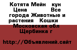 Котята Мейн - кун › Цена ­ 19 000 - Все города Животные и растения » Кошки   . Московская обл.,Щербинка г.